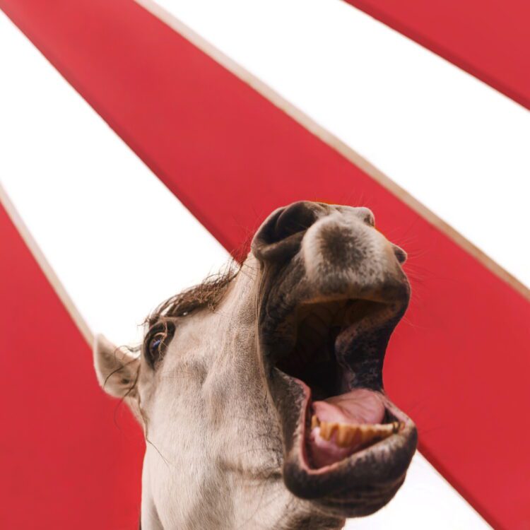 Immagini dalla galleria Spotlight